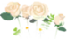 White rose flowers as they appear as a texture in Pikmin Bloom.
