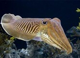 A real world cuttlefish.