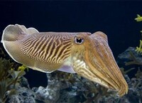 CuttlefishRL.jpg