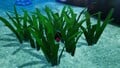 An alternative, more close-up, shot of the treasure in the location it is discovered, inside of some vegetation.