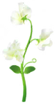 White sweet pea big flower in Pikmin Bloom.