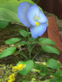 A blue pansy as it appears in the Garden of Hope in Pikmin 3.