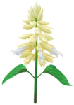 White salvia Big Flower icon.