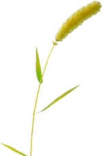 Artwork of a Foxtail.