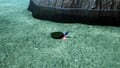 The treasure being carried by a Blue Pikmin.