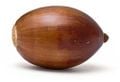 Small acorn (real world).jpg