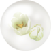 White tulip nectar from Pikmin Bloom.
