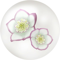 White helleborus nectar icon.png