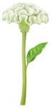 White celosia Big Flower icon.