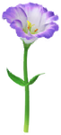 Blue prairie gentian Big Flower icon.