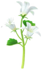 Bellflower Introduced on June 1st, 2026, and comes in white, red, and blue varieties.