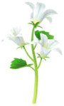 White bellflower Big Flower icon.