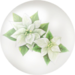 White poinsettia nectar from Pikmin Bloom.