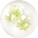 White sweet pea nectar in Pikmin Bloom.