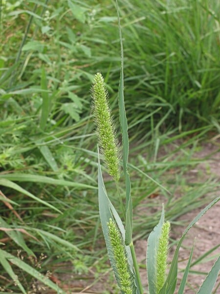 File:Setaria viridis.jpg