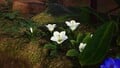 Some cupflowers in the Rescue Command Post.