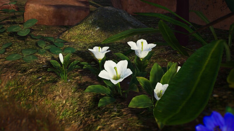 File:Unidentifiable white flower.jpg