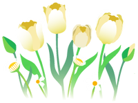 White tulip flowers icon.png