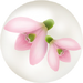 Red snowdrop nectar from Pikmin Bloom.