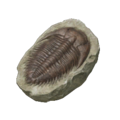 Slipper-Bug Fossil