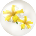 Yellow petunia nectar from Pikmin Bloom.