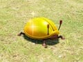 An Iridescent Glint Beetle in Pikmin 4's Piklopedia.