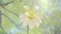 P3D Burgeoning Spiderwort Empty.jpg