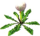 Artwork of a Seeding Dandelion.