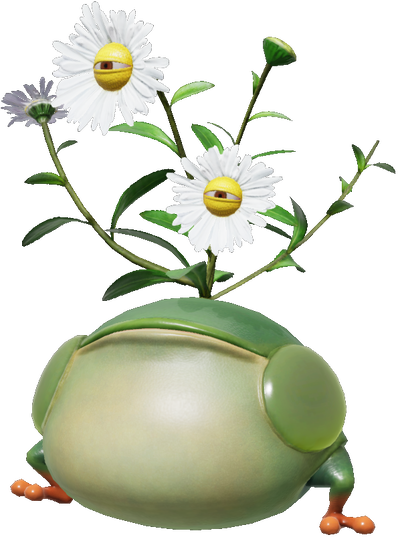 Creeping Chrysanthemum