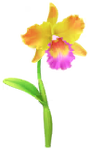 Yellow cattleya Big Flower icon in Pikmin Bloom