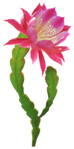 Red orchid cactus Big Flower icon.