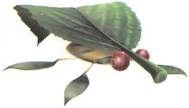 Artwork of the Skitter Leaf.