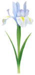 White iris Big Flower icon.