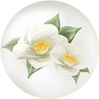 White camellia nectar icon.png