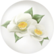 The icon for white camellia nectar.