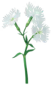 White dianthus Big Flower icon in Pikmin Bloom.