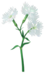 White dianthus Big Flower icon in Pikmin Bloom.