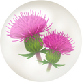 Thumbnail for version as of 06:46, October 1, 2026