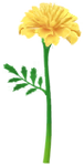 Yellow marigold Big Flower icon.