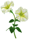 White petunia Big Flower icon.