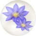 Blue clematis nectar in Pikmin Bloom