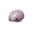 Icon for the Female Sheargrub, from Pikmin 4's Piklopedia.