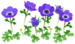 In-game texture for blue windflower flowers on the map.