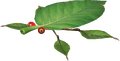 A render of the Skitter Leaf from the Pikmin Garden Piklopedia.