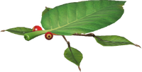 Pikmin Garden Skitter Leaf render.png