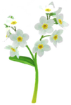 White forget-me-not Big Flower icon.