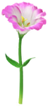Red prairie gentian Big Flower icon.