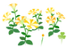 Texture for yellow petunia flowers on the map in Pikmin Bloom.