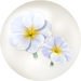 White primrose nectar from Pikmin Bloom.