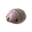Icon for the Female Sheargrub, from Pikmin 3 Deluxe's Piklopedia.
